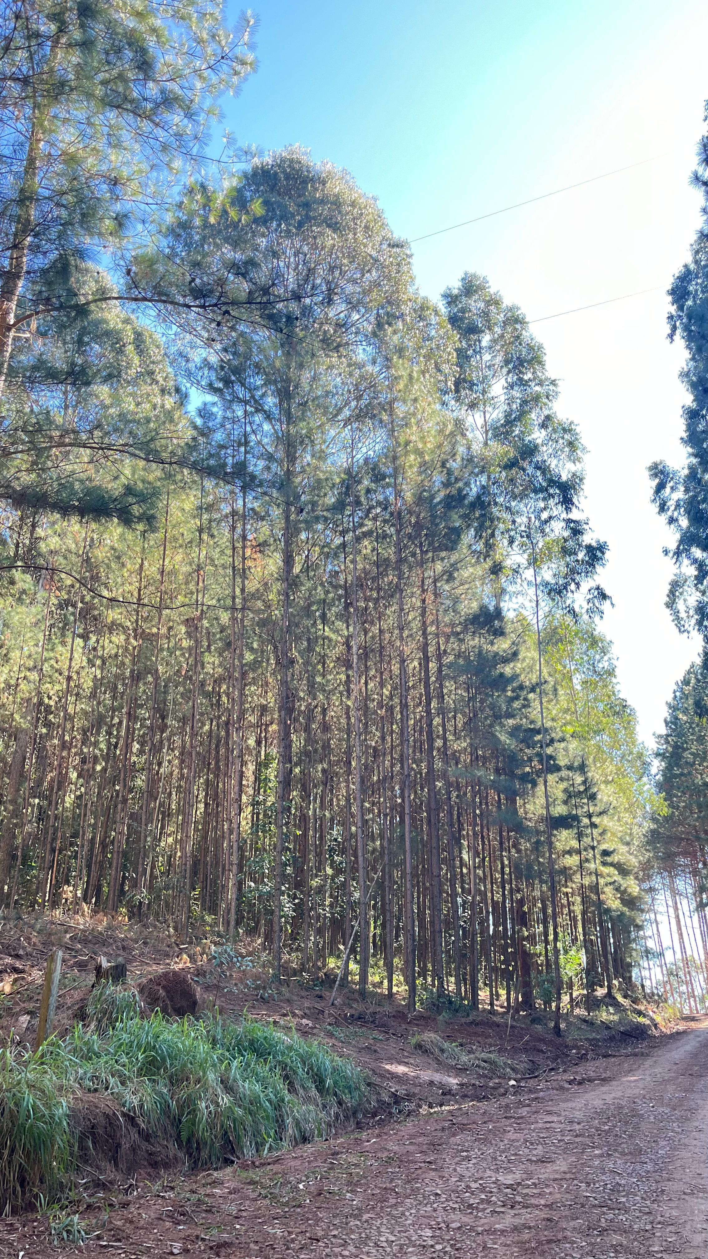 Cultivo de Pinus 3
